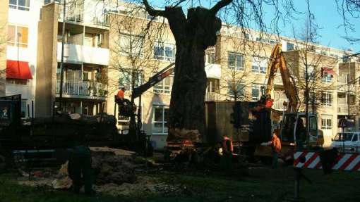 de boom wordt naar de vrachtwagen getakeld door een liebher kraan, 72 tons in stukken zagen, boom Breda betaalbaar